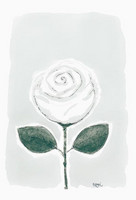 KORTTI, valkoinen ruusu, 2-osainen
