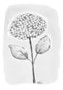 ADRESSI, Hortensia musta/valkoinen