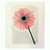 KEITTIÖLIINA GERBERA