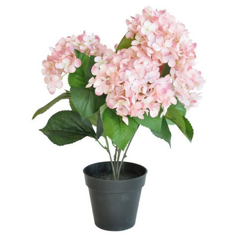 HORTENSIA RUUKKU, VAALEAN PUNAINEN