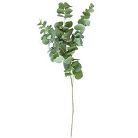 EUCALYPTUS OKSA, 94 CM