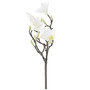 MAGNOLIA-OKSA,  VALKOINEN 40cm