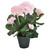 PELARGONIA RUUKUSSA, VAALEANPUNAINEN, 35cm