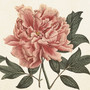 SERVETTI,  PIONI 33x33cm