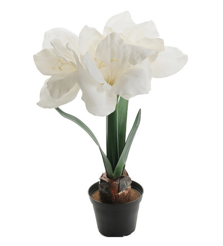 AMARYLLIS, VALKOINEN, 45 cm