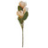 MAGNOLIAKIMPPU,  HENTO ROOSA 56cm
