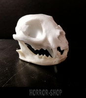 Cat skull (crap)