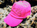 Pin-Up Sparkle Cap
