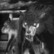 Satanic Warmaster - Death Live 2014 Koiwa (CD, new)