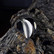 Vintage silver ring Graal