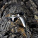 Vintage silver ring Graal