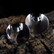 Vintage silver ring Madeleine