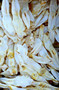 KANIN VAALEAT KORVAT
