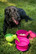 Kiwi Walker Travel Double Bowl  Vihreä