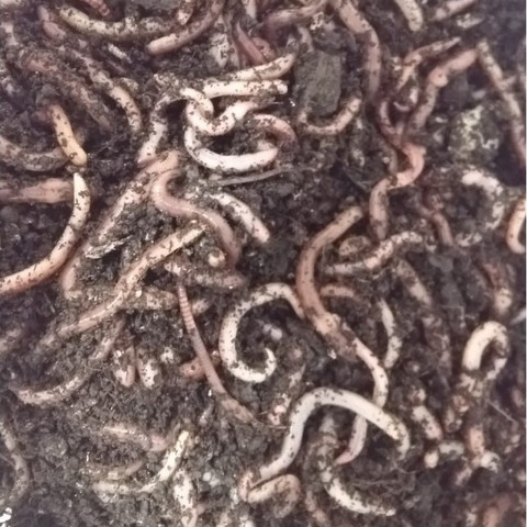 Dendrobena mato keskikoko, noin 75g