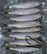 Salakka täkykala pakasteena 7kpl pituus 14cm