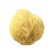 Natural body sponge