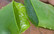 Dermal Aloe Vera Geeli 95% 300ml