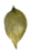 Metallinen riipus lehti kulta 76x38mm (1 kpl)