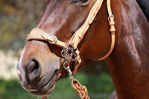 Hackamore 'Flower'