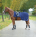 Ratsastusloimi: fleece sininen