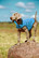 Koiran ulkoilutakki Dog Helios