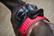 FIR-Tech Elegant-kouluhuopa: Jester Red
