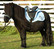 Cheyenne Dry Tex Saddle Pony: musta