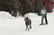 Kickspark MAX with dog equipment (beginner's package)