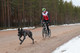 Kickbike Cross Max 20HD, with dog equipments