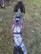 Kainpo Sprint harness
