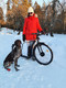 Kickbike eCruise with dog equipment