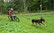 Dog Pull Adapter RACE PRO