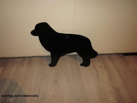 Australian paimenkoira