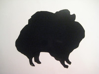 pomerian