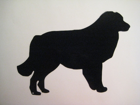 australianpaimenkoira