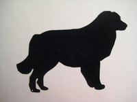 australianpaimenkoira