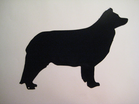 bordercollie