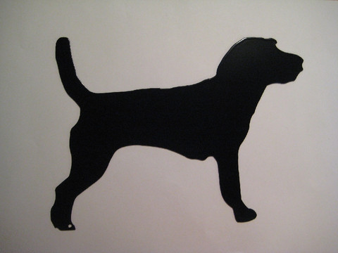 jackrusselinterrieri