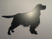 englanninspringerspanieli