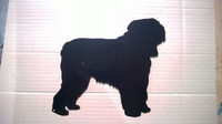 bouvier des flandres