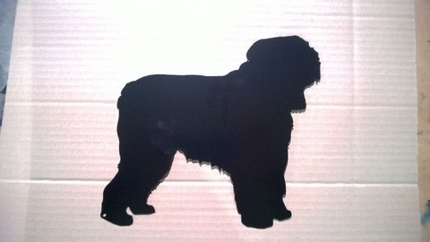 bouvier des flandres