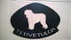 bouvier des flandres