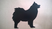 eurasier