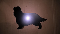 cavalier kingcharlesinspanieli