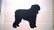 bouvier des flandres