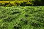 Low Bushes Early Summer