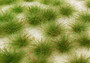 Two Colored Grass Tufts Spring