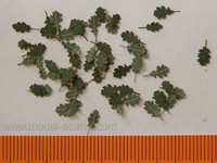 Oak (tammi) Green Leaves