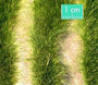 Long grass strips (Early Fall) varhainen syksy 1/45